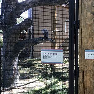Gorongosa Exhibit - White-backed Vulture Exhibit