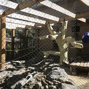 Gorongosa Exhibit - Vervet Monkey & Spotted-necked Otter