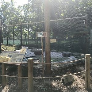 Gorongosa Exhibit - Nile Crocodile Outdoor Exhibit