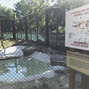 Gorongosa Exhibit - Nile Crocodile Outdoor Exhibit