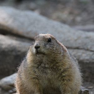 Black-tailed Prairie Dog