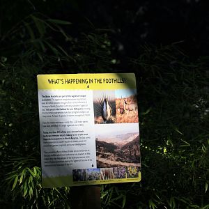 Boise Foothills Restoration