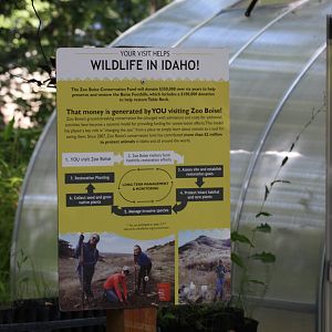 Boise Foothills Restoration