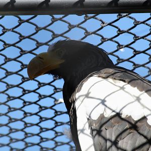 Steller's Sea Eagle