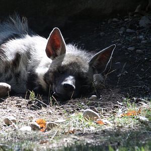 East African Striped Hyena