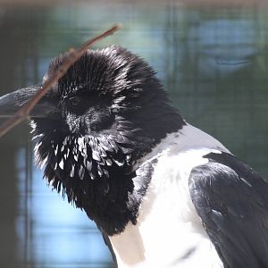 Pied Crow