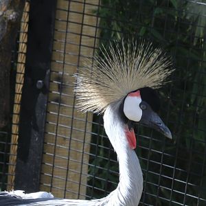 Gray Crowned Crane