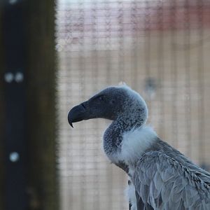 White-backed Vulture