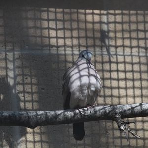 Emerald-spotted Wood Dove
