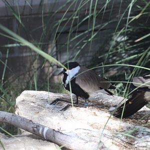 Spur-winged Lapwing
