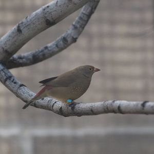 Red-billed Firefinch