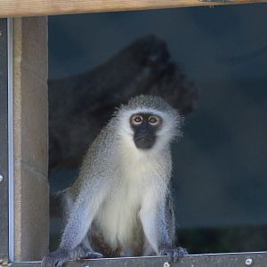 Vervet Monkey
