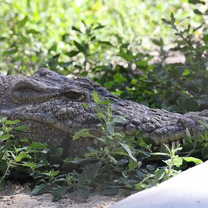 Nile Crocodile