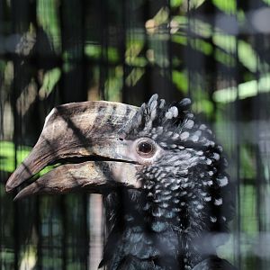 Silvery-cheeked Hornbill