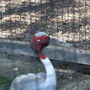 Sarus Crane