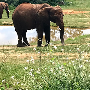 African Elephant at the North Carolina Zoo