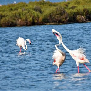 Flamingo fight - Camargue wetlands
