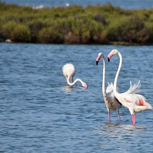 Greater flamingos - Camargue wetlands
