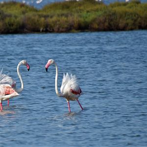 Greater flamingos - Camargue wetlands