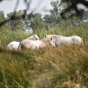 Wild Camargue horses