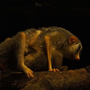 Northern dry zone slender loris with baby (Loris lydekkerianus nordicus), 2019-06-22