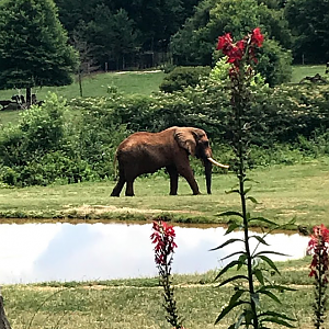 African Elephant at the North Carolina Zoo