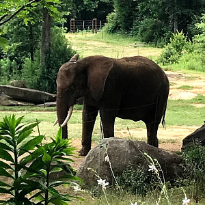 African Elephant at the North Carolina Zoo