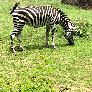 Grant's Zebra at the North Carolina Zoo