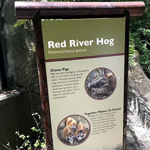 Red River Hog Sign at the North Carolina Zoo
