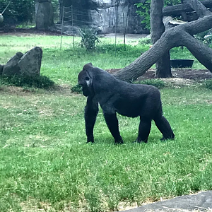 Western Lowland Gorilla at the North Carolina Zoo