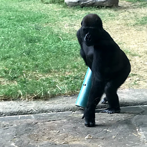 Western Lowland Gorilla at the North Carolina Zoo