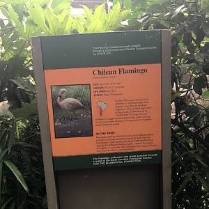 Chilean Flamingo Sign at the North Carolina Zoo
