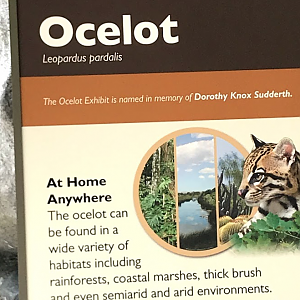 Ocelot Sign at the North Carolina Zoo