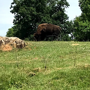 American Bison at the North Carolina Zoo