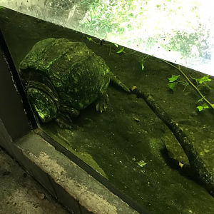 Alligator Snapping Turtle at the North Carolina Zoo