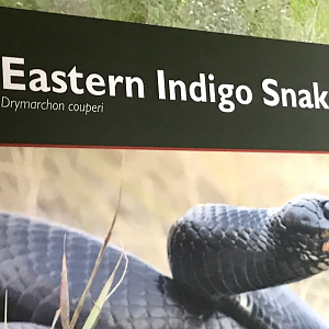 Eastern Indigo Snake at the North Carolina Zoo
