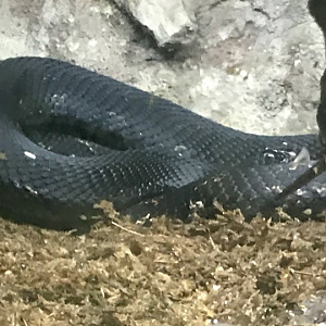 Eastern Hognose Snake at the North Carolina Zoo