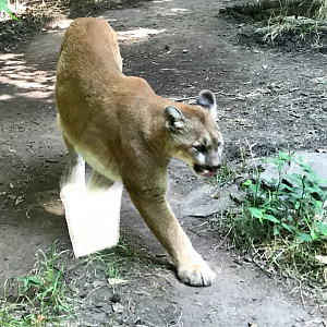 Cougar at the North Carolina Zoo