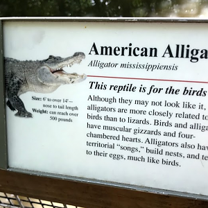 American Alligator Sign at the North Carolina Zoo