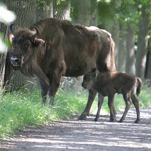 European bison with calf