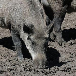 Wild boar