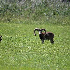 Mouflon