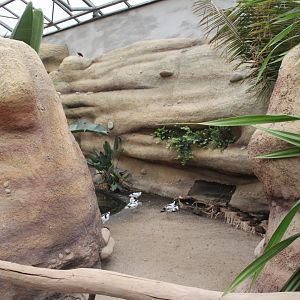 Bird house - Madagascar hall - Waterfowl pond