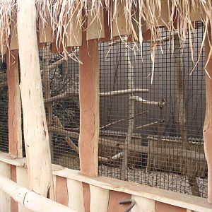 Bird house - Madagascar hall - Fossa indoors