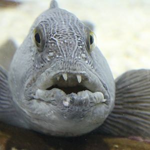 Sea-wolf - Anarhichas lupus