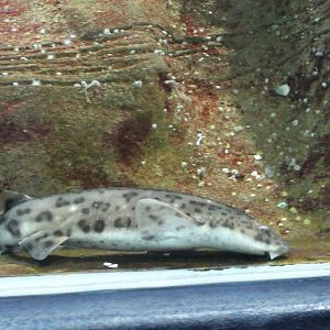 Large-spotted dogfish - Scyliorhinus stellaris