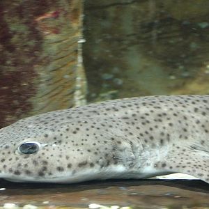 Small-spotted catshark - Scyliorhinus canicula