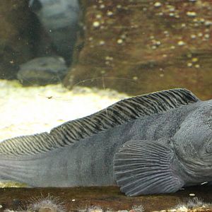 Sea-wolf - Anarhinus lupus