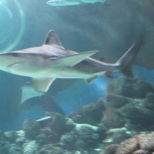 Sandbar shark - Carcharhinus plumbeus