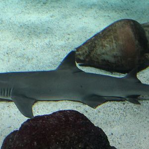 White-tip reef shark - Carcharhinus  obesus